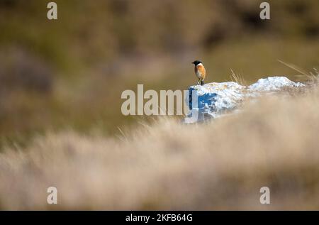 Stonechat sulla Grande Orme nel Galles del Nord, volando e sorrendo tra le rocce e Heather. Foto Stock