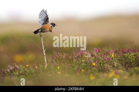 Stonechat sulla Grande Orme nel Galles del Nord, volando e sorrendo tra le rocce e Heather. Foto Stock