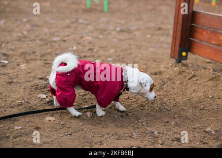 Jack russell terrier addestramento cani all'aperto nel parco della città zona di zona di cane zona di sfondo - concetto di stile di vita degli animali domestici Foto Stock