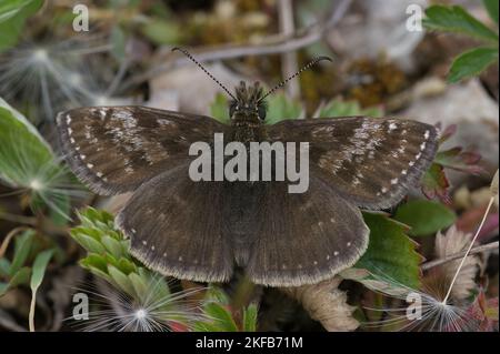 Primo piano naturale della piccola farfalla marrone Dingy skipper, Erynnis case seduti a terra Foto Stock