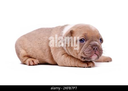 Cucciolo di cane Bulldog francese di colore rosso su sfondo bianco Foto Stock