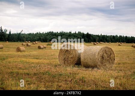 Cataste di fieno nel campo dopo il raccolto in una giornata nuvolosa. Foto Stock