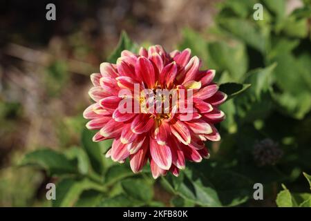 Un bel fiore rosa Dalia nel Parco con sfondo sfocato Foto Stock