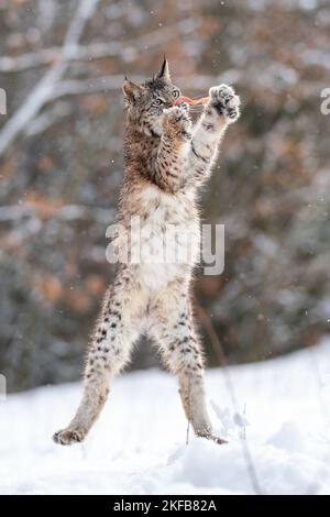 Lynx saltando. Lynx cattura preda in aria. Animali d'inverno frolicking Foto Stock