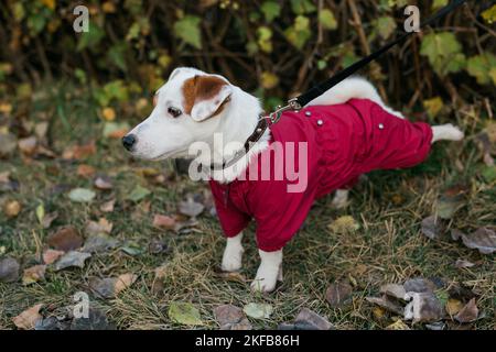 Primo piano ritratto del carino cane Jack Russell in tuta a piedi nel parco autunnale. Cucciolo è vestito in maglione passeggiate Foto Stock