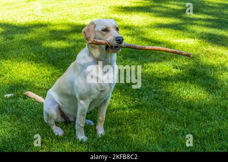 Zoey è un vecchio di 8 mesi, razza pura, Labrador Retriever. Foto Stock
