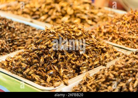 Un sacco di Beetle vermi fritti nel vassoio Foto Stock