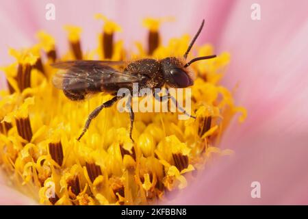 Primo piano naturale su una piccola femmina a testa larga in resina corazzata, Heriades truncorum, su un fiore rosa Cosmos nel giardino Foto Stock