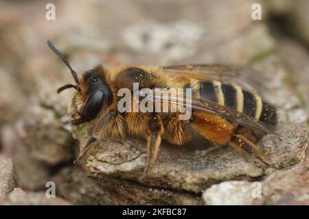 Dettaglio primo piano di un'ape da miniera femminile a zampe gialle, Andena Flavipes Foto Stock