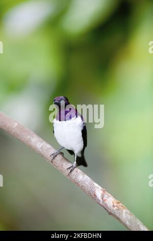 starrling con sfondo viola Foto Stock