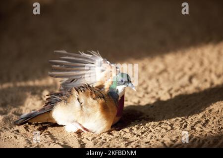 Bartlett's spurgo-cuore Foto Stock