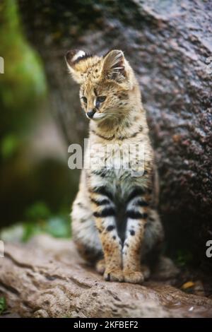 Serval Foto Stock