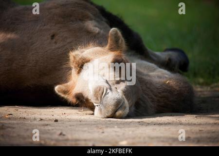 Cammello Bactrian Foto Stock