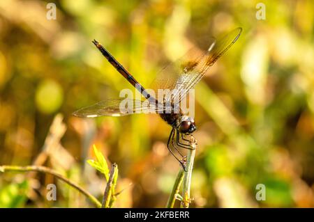 Una bella libellula Pennant a quattro macchie, poggia su un fusto vegetale in un complesso paludoso della Florida. Foto Stock