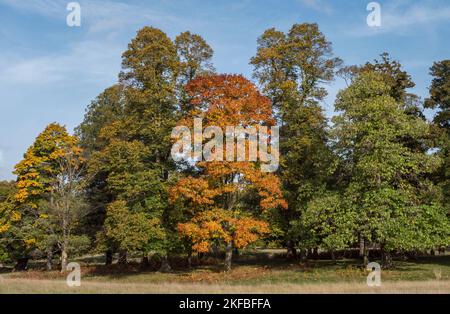 Vista autunnale degli alberi che cambiano colore in autunno a Windsor Great Park, Regno Unito. Foto Stock