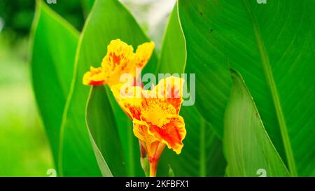 Keli conosciuto come canna Lily o Laphoorit fiore giallo fioritura in giardino. Canna indica fiore in fuoco selettivo. Indian Shot fiore pianta con molti col Foto Stock