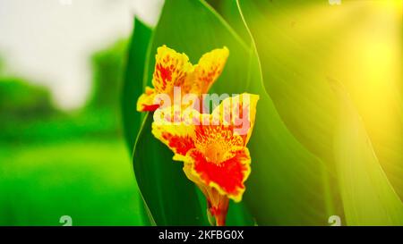 Keli conosciuto come canna Lily o Laphoorit fiore giallo fioritura in giardino. Canna indica fiore in fuoco selettivo. Indian Shot fiore pianta con molti col Foto Stock