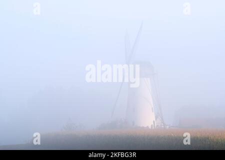 Van Vlaenderensmolen nella prima mattina nebbia, tradizionale mulino a vento fiammingo / mulino a vento utilizzato come mulino a gristaia, Vinderhoute, Fiandre Orientali, Belgio Foto Stock