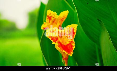 Keli conosciuto come canna Lily o Laphoorit fiore giallo fioritura in giardino. Canna indica fiore in fuoco selettivo. Indian Shot fiore pianta con molti col Foto Stock