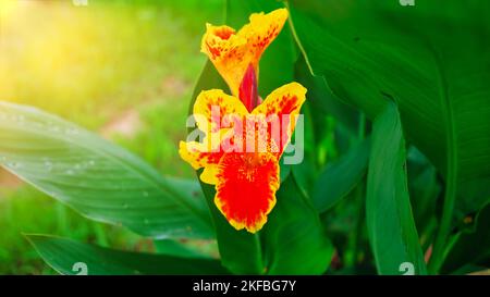 Keli conosciuto come canna Lily o Laphoorit fiore giallo fioritura in giardino. Canna indica fiore in fuoco selettivo. Indian Shot fiore pianta con molti col Foto Stock