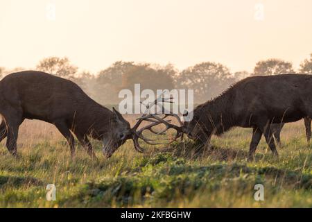 Due cervi maschi maturi in pugnalata rossa impegnati in un duello di pratica alla luce della sera, Richmond Park, Regno Unito. Foto Stock
