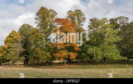 Vista autunnale degli alberi che cambiano colore in autunno a Windsor Great Park, Regno Unito. Foto Stock