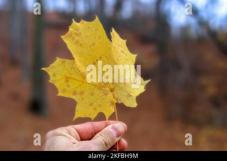 Una foglia di acero giallo tenuta nelle dita sullo sfondo di una foresta sfocata Foto Stock
