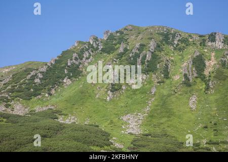 Montagna rocciosa Shpytsi tra colline erbose di montagna ricoperte di verde erba lussureggiante. Carpazi Montagne, Chornogora, Ucraina Foto Stock