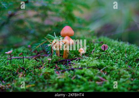 Macro di funghi Pholiota Astragalina con muschio fresco verde Foto Stock