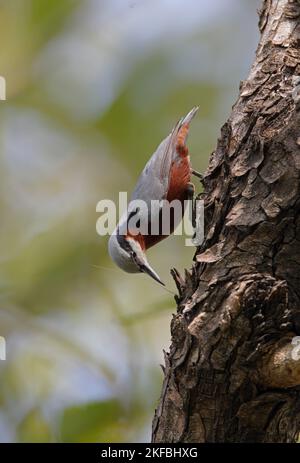 Nuthatch indiano (Sitta castanea) maschio investigativo cricket su albero tronco Madhya Pradesh, India Novembre Foto Stock