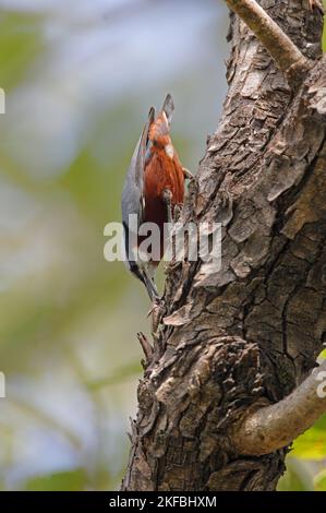 Nuthatch indiano (Sitta castanea) maschio su tronco d'albero con cricket in Bill Madhya Pradesh, India Novembre Foto Stock