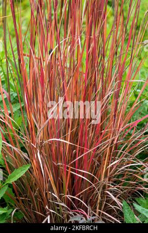 Rosso, steli, erba, foglie, piccolo Bluestem, Schizachyrium scoparium 'Blaze', Grasses, Bluestem, Garden, Autumn Ornamental Grasses Foto Stock