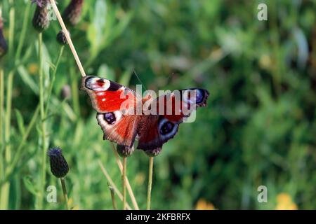 Farfalla aglais io con grandi macchie sulle ali primo piano. Foto Stock