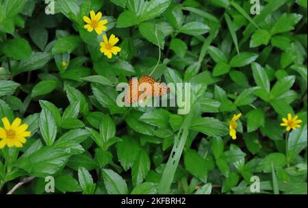 Una comune farfalla di leopardo di colore arancione, conosciuta anche come una farfalla rustica macchiata (Phalanta Phalantha) è in cima ad un fiore di Sphagneticola trilobata Foto Stock