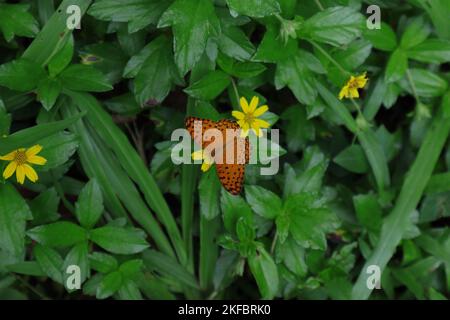 Vista dorsale di una comune farfalla leopardo, conosciuta anche come una farfalla rustica macchiata (Phalanta Phalantha) Foto Stock
