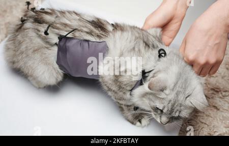 Impostare il bendaggio sul gatto dopo l'intervento chirurgico tramite il veterinario in clinica Foto Stock