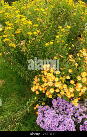Golden Aster, Heterotheca, Chrysanthemum, Autunno, misto, Fiori, Giardino, piante, giallo, perenni Limone giallo Falso Goldenaster