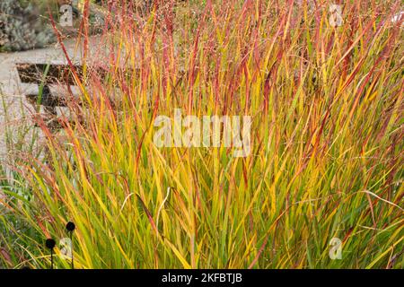 Legno, giardino, panca, autunno, interruttore erba marciapiede, Panicum virgatum "Rotstrahlbusch", pantofole, tornitura, erba, erbe ornamentali erbacee Foto Stock