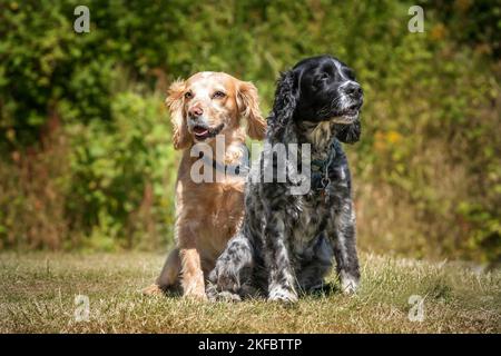 Lavorare Cocker Spaniel Lemon Roan e Blue Roan seduti e guardando via un po ' Foto Stock