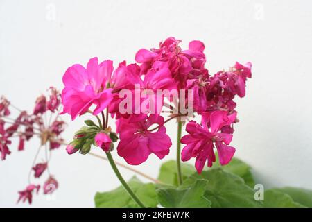 fiori di petali rosa Foto Stock