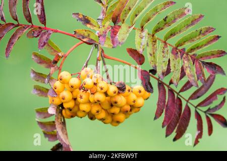 Sorbus Sunshine, Mountain-ash, Orange, Berries, Autunno Foto Stock