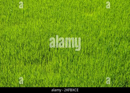 Un verde campo di risone in Khulna, Bangladesh. Foto Stock