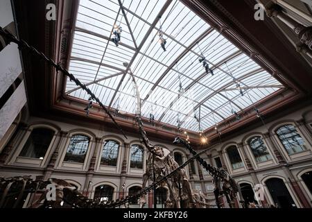 Berlino, Germania - Settembre 2022: La Sala dei dinosauri, il Fossil di Giraffatitan brancai al Museo di Storia Naturale (Museo Naturkunde o Museo Humboldt) Foto Stock