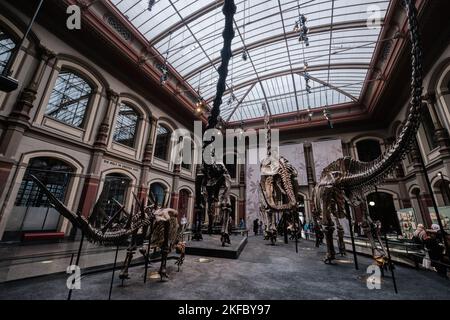 Berlino, Germania - Settembre 2022: La Sala dei dinosauri, il Fossil di Giraffatitan brancai al Museo di Storia Naturale (Museo Naturkunde o Museo Humboldt) Foto Stock