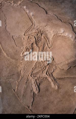 Berlino, Germania - Settembre 2022: Il fossile di Archaeopteryx "il campione di Berlino" nel Museo di Storia Naturale. È il campione più completo Foto Stock