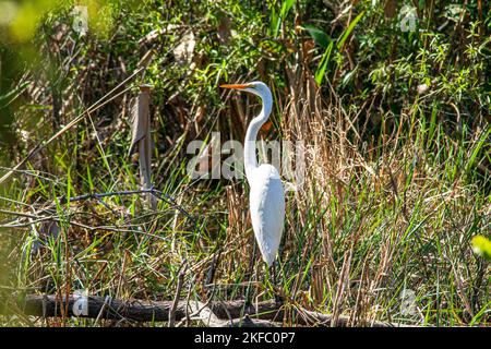 Primo piano di un airone nelle paludi delle Everglades in Florida preso durante il giorno sotto il sole Foto Stock