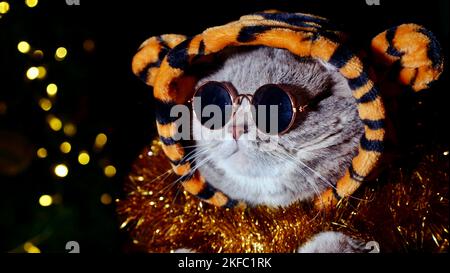 PET British, gatto diritto scozzese in un costume tigre si trova su un isolato sfondo nero con occhiali. Animale freddo 2022 Foto Stock