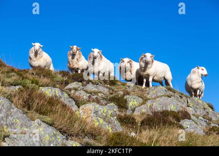 Un piccolo gregge di pecore della montagna del Galles del Sud che si erge su uno affioramento roccioso contro un cielo blu Foto Stock