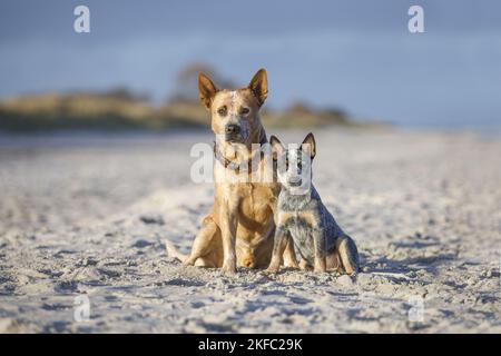 2 Australian bovini cani Foto Stock