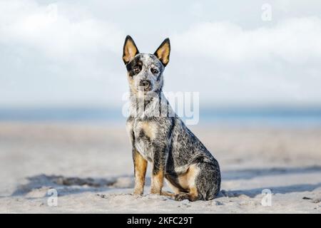 Miniature pinscher cucciolo Foto Stock